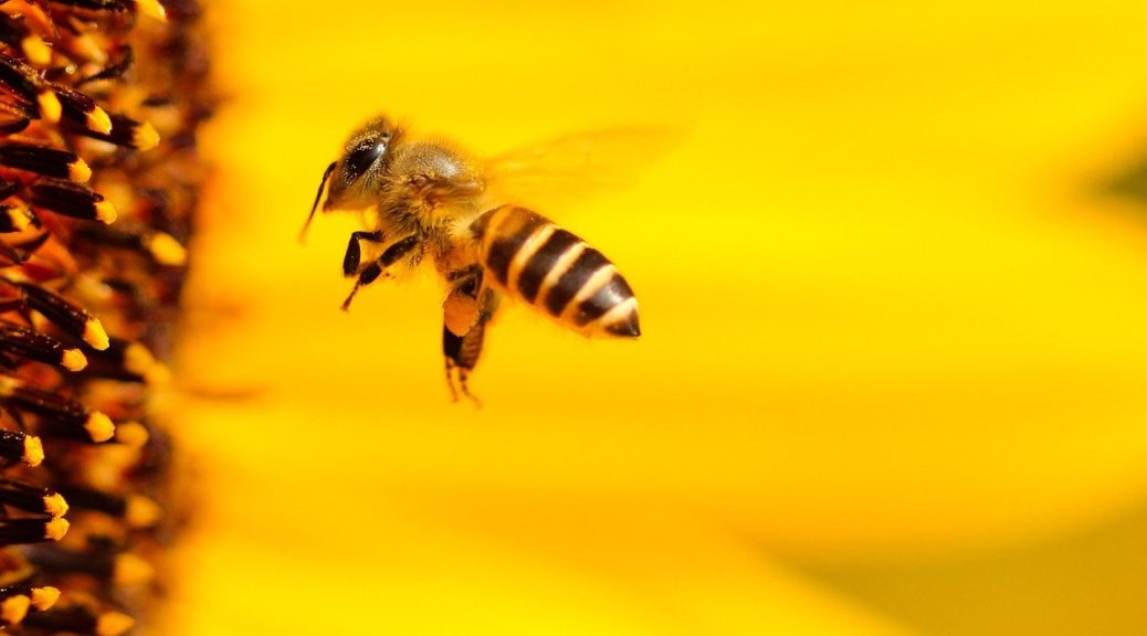 Les produits de la ruche, des bienfaits à l'état pur